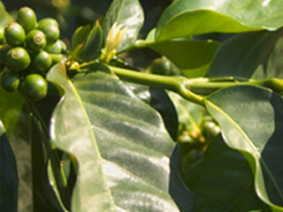 B&aelig;rrene fra Coffea-planten