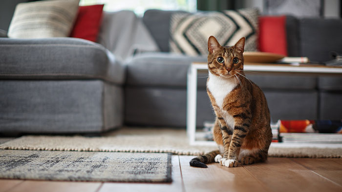 Min kat kaster op: Reng&oslash;ringstips