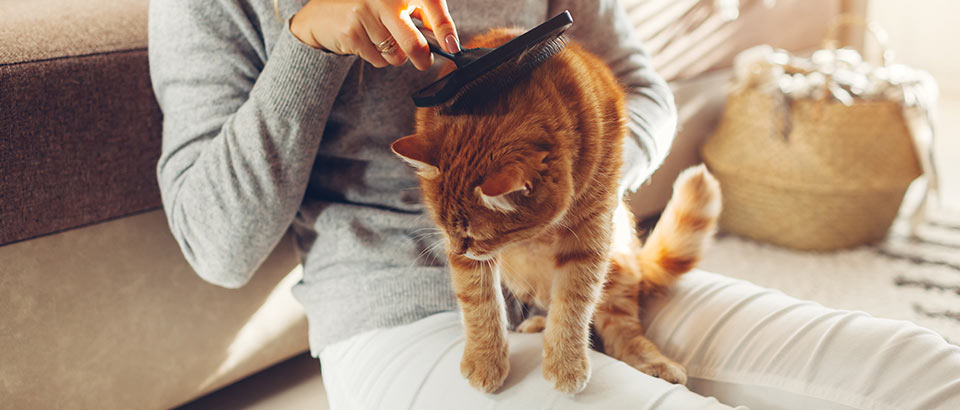 Allergener i hjemmet &ndash; sk&aelig;l fra k&aelig;ledyr, fakta om allergi