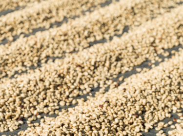 Kaffet&oslash;rreproces